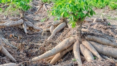 The cassava industry sets an export value target of USD 2 billion by 2030